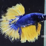 Rosetail Mustard Gas (M)