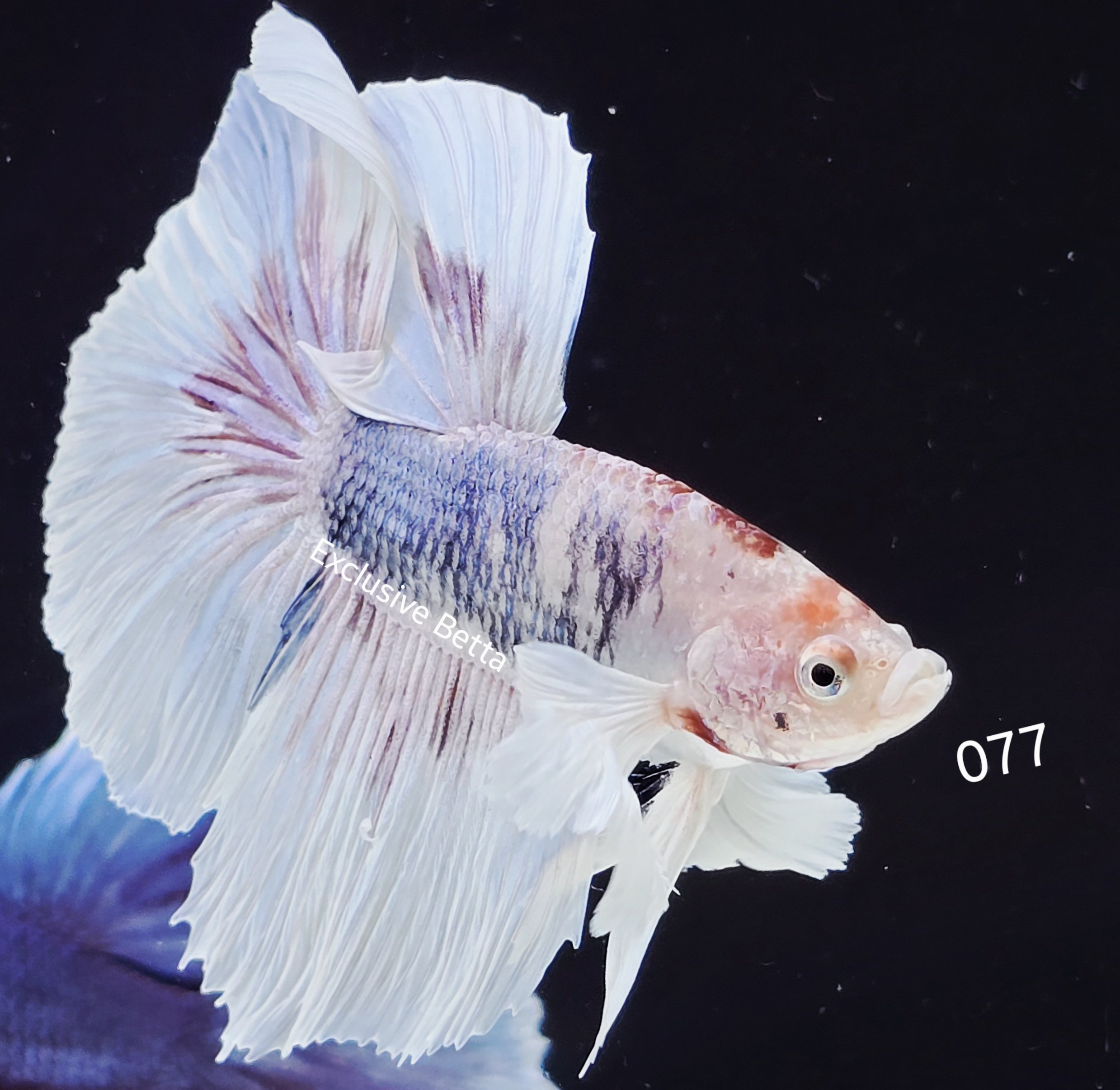 2025/06/1001050595.jpg Halfmoon Dumbo (M) - Image 1