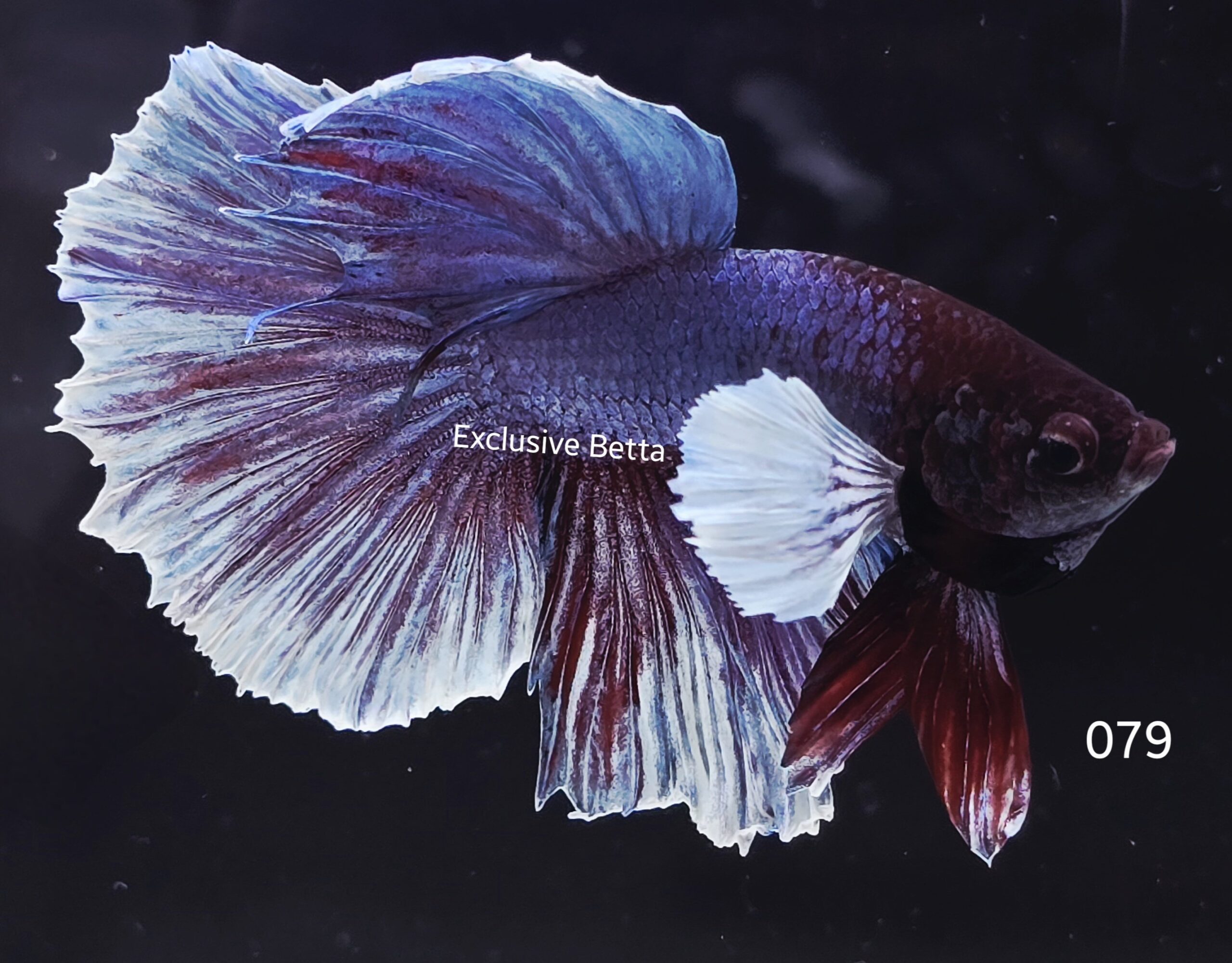 2025/06/1001050598-scaled.jpg Halfmoon Dumbo (M) - Image 1