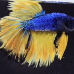 Rosetail Mustard Gas (M)