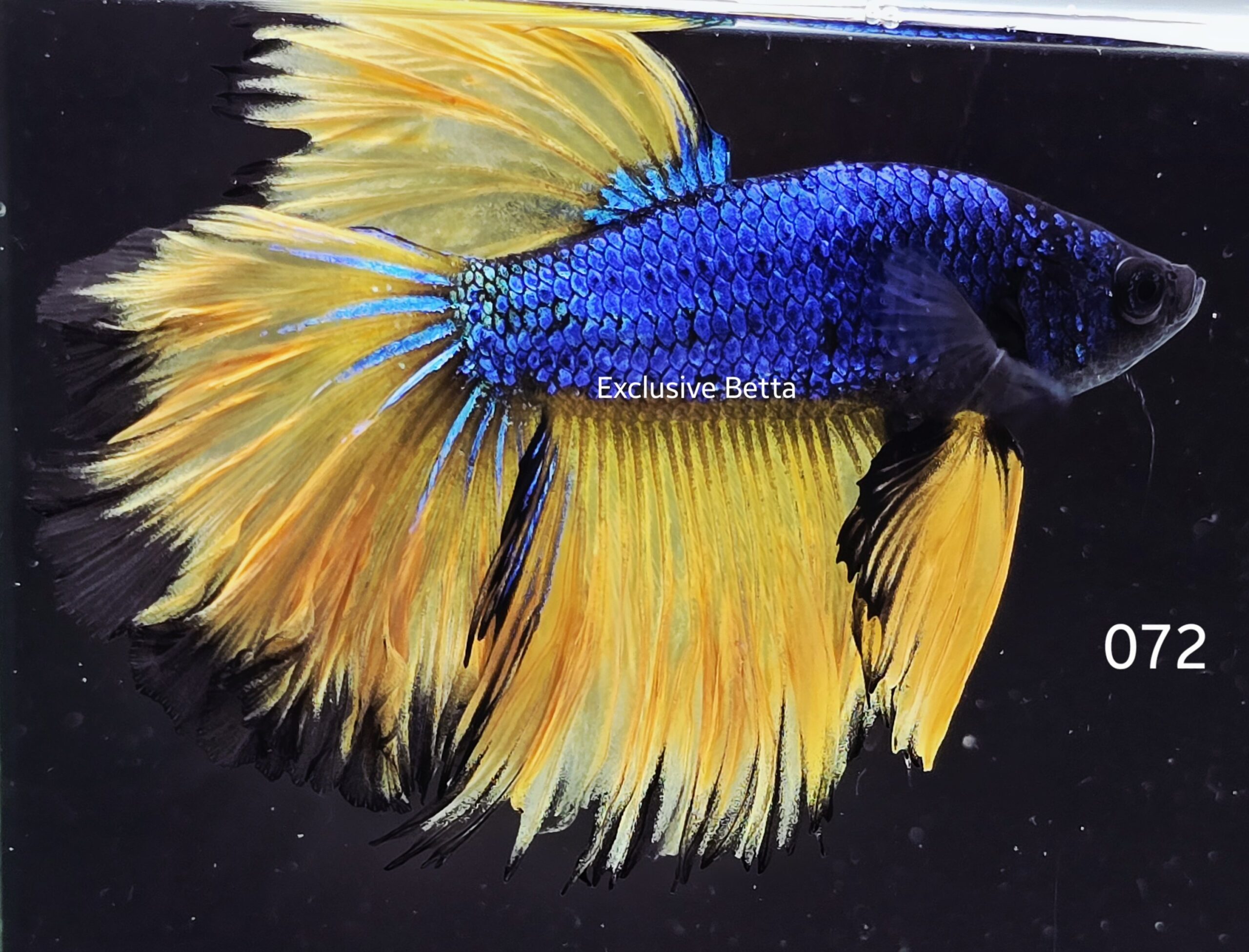 2025/06/1001050643-scaled.jpg Rosetail Mustard Gas (M) - Image 1