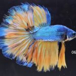 Halfmoon Mustard Gas (M)