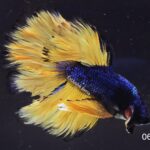 Rosetail Mustard Gas (M)