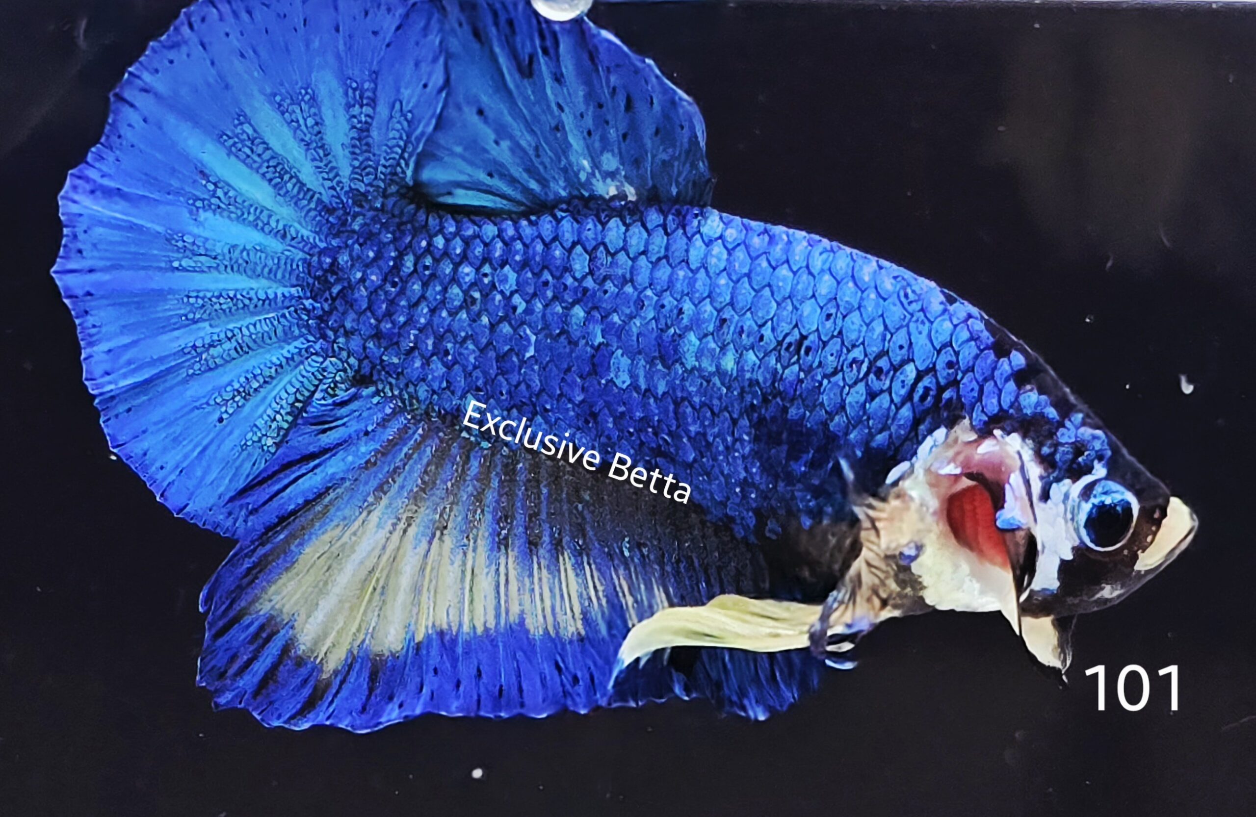 2025/06/1001050830-scaled.jpg Plakat Fancy (M) - Image 1