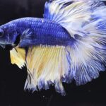 Halfmoon Mustard Gas (M)