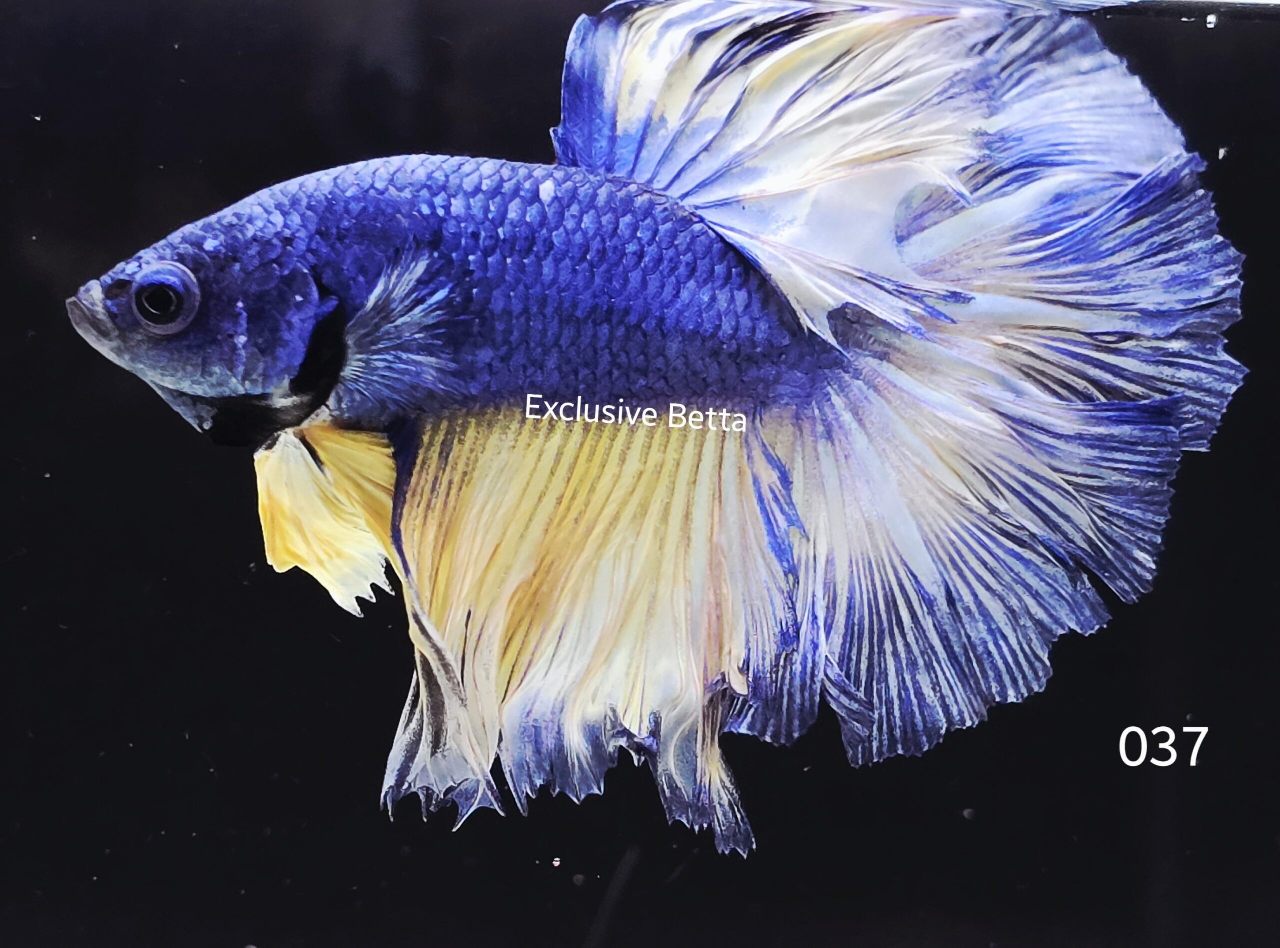 2025/06/1001050861-scaled.jpg Halfmoon Mustard Gas (M) - Image 1