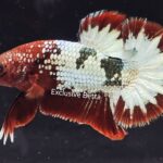 Plakat Fancy Copper (M)