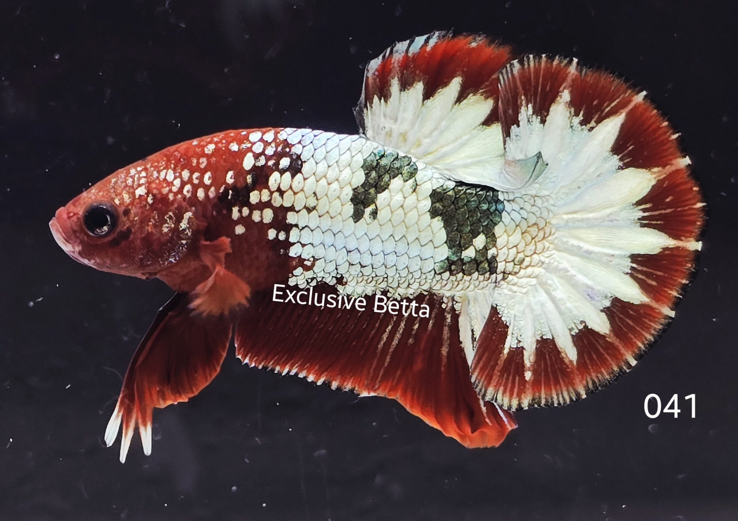 2025/06/1001050890-scaled.jpg Plakat Fancy Copper (M) - Image 1