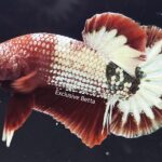 Plakat Fancy Copper (M)