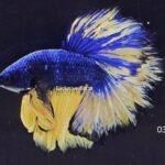 Rosetail Mustard Gas (M)