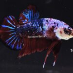 Plakat Galaxy Koi (M)