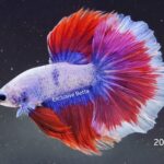 Halfmoon Butterfly (M)