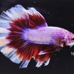 Halfmoon Butterfly (M)