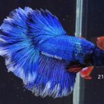 Rosetail Butterfly (M)