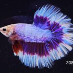 Rosetail Butterfly (M)