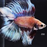 Halfmoon Doubletail (M)