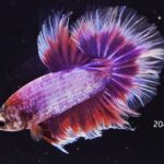 Halfmoon Butterfly (M)