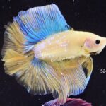 Doubletail Fancy (M)