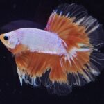 Doubletail Fancy (M)