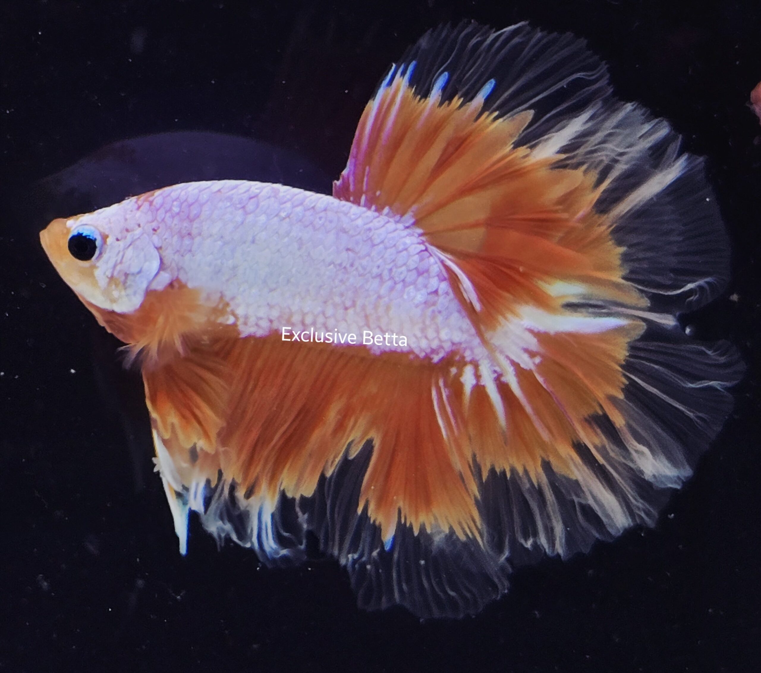 2025/07/1001051246-scaled.jpg Doubletail Fancy (M) - Image 1