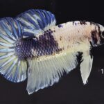 Plakat Fancy Yellow (M)