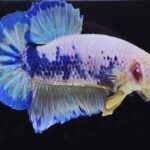 Plakat Fancy Yellow (M)