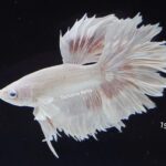 Rosetail Platinum Dumbo (M)