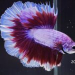 Halfmoon Butterfly (M)