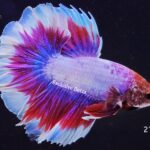 Halfmoon Butterfly (M)