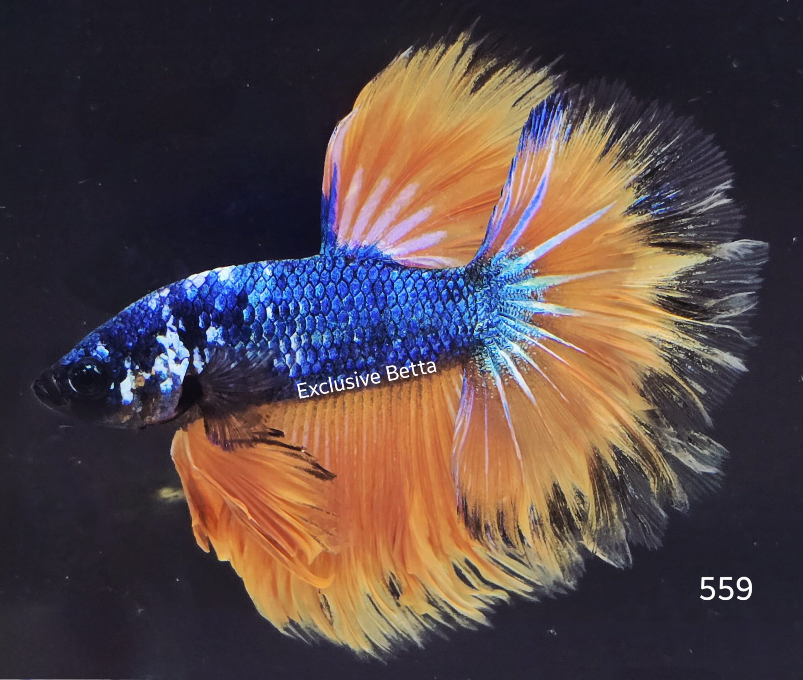 2025/07/1001066397-scaled.jpg Halfmoon Fancy (M) - Image 1