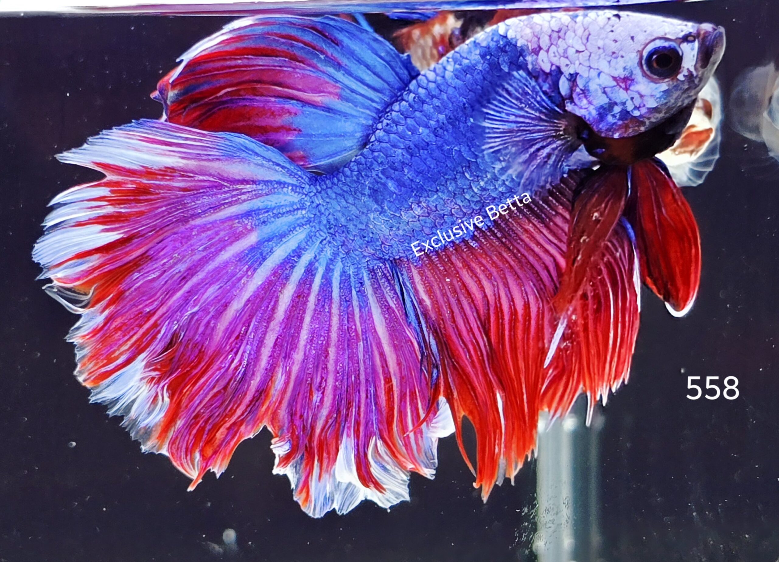 2025/07/1001066443-scaled.jpg Rosetail Fancy (M) - Image 1