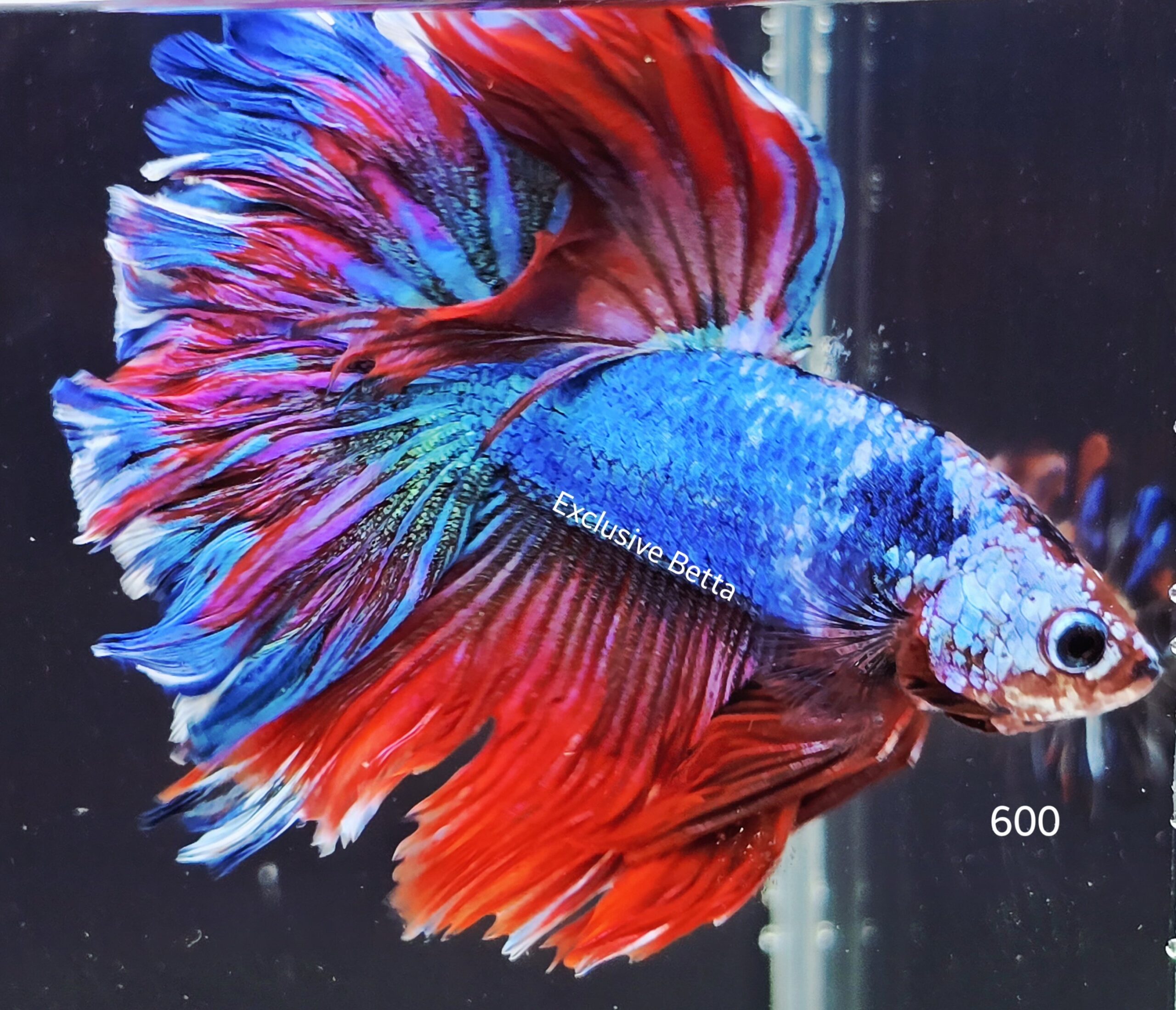 2025/07/1001066446-scaled.jpg Rosetail Fancy (M) - Image 1