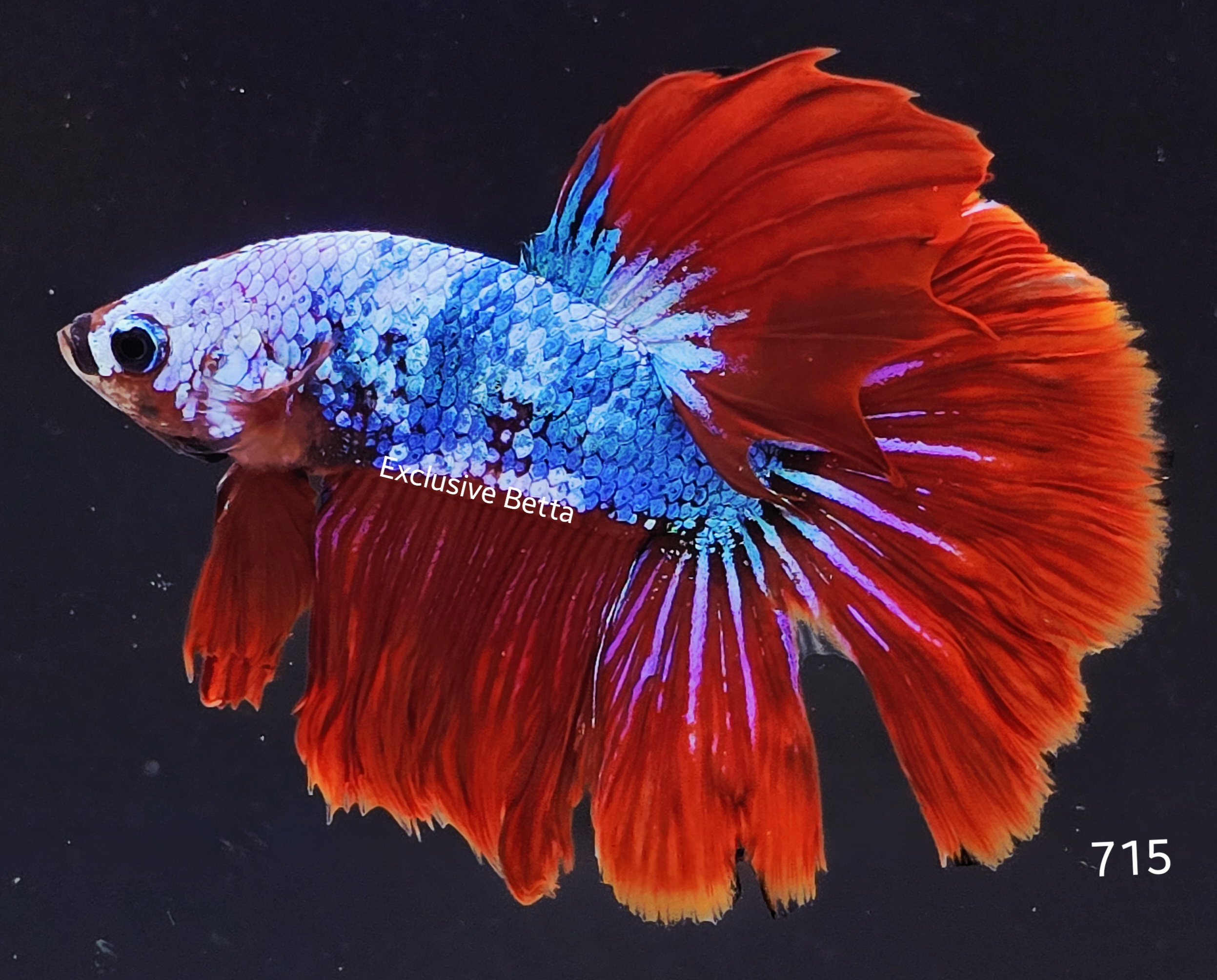 2025/07/1001066464.jpg Rosetail Fancy (M) - Image 1