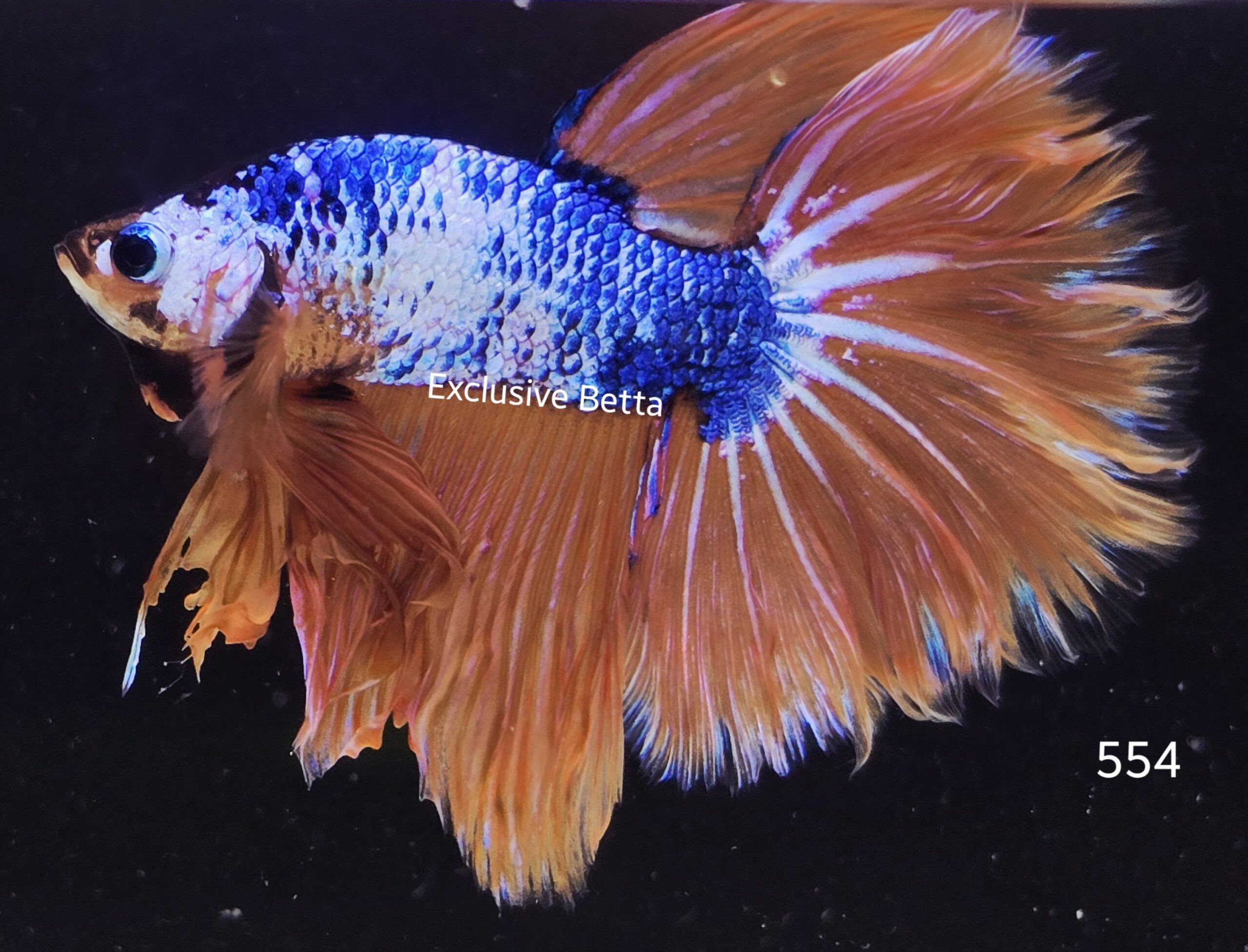 2025/07/1001067624-scaled.jpg Halfmoon Fancy (M) - Image 1