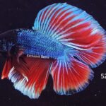 Doubletail Fancy (M)