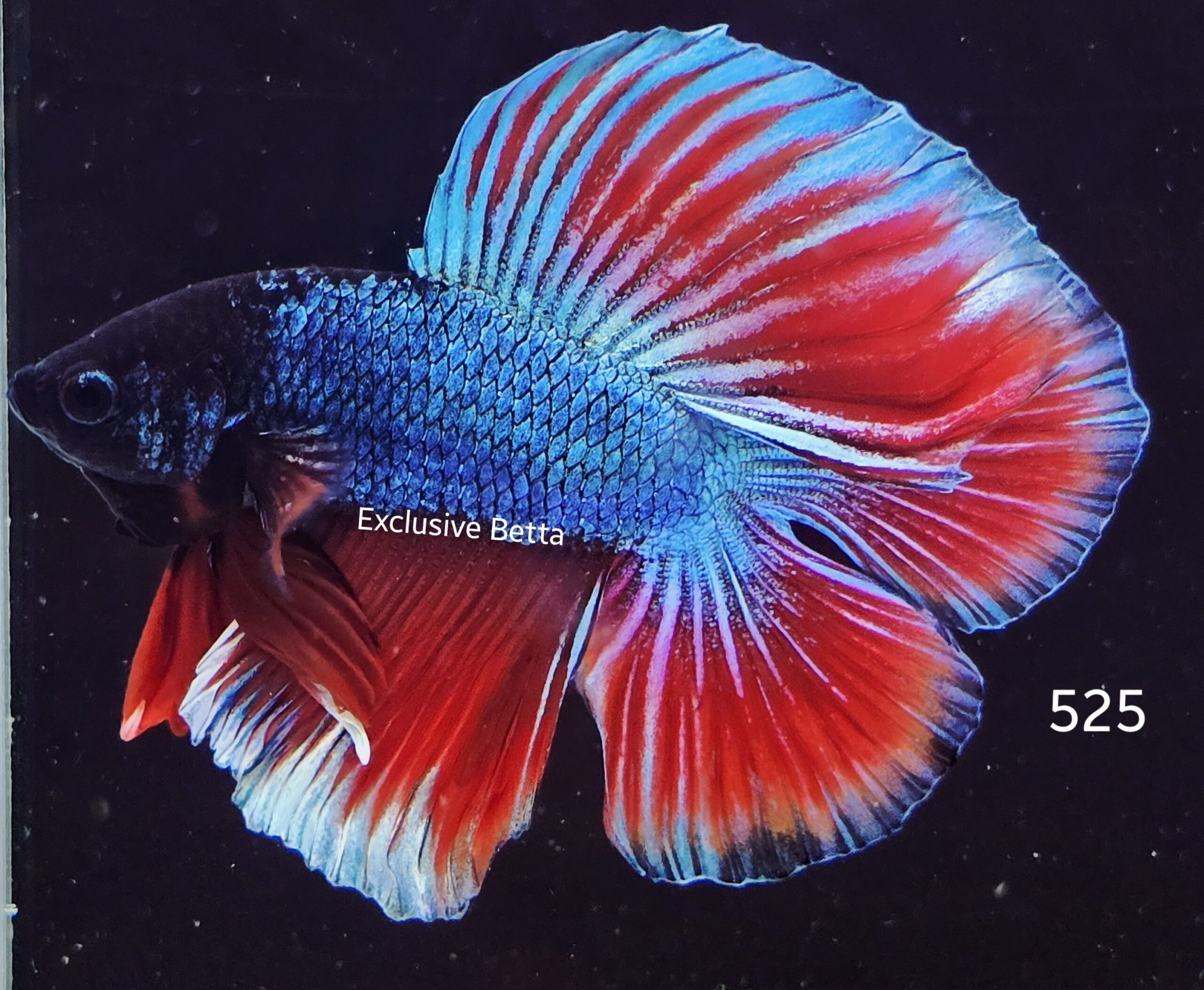 2025/07/1001067788-scaled.jpg Doubletail Fancy (M) - Image 1