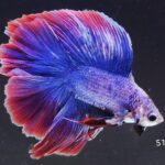 Doubletail Fancy (M)