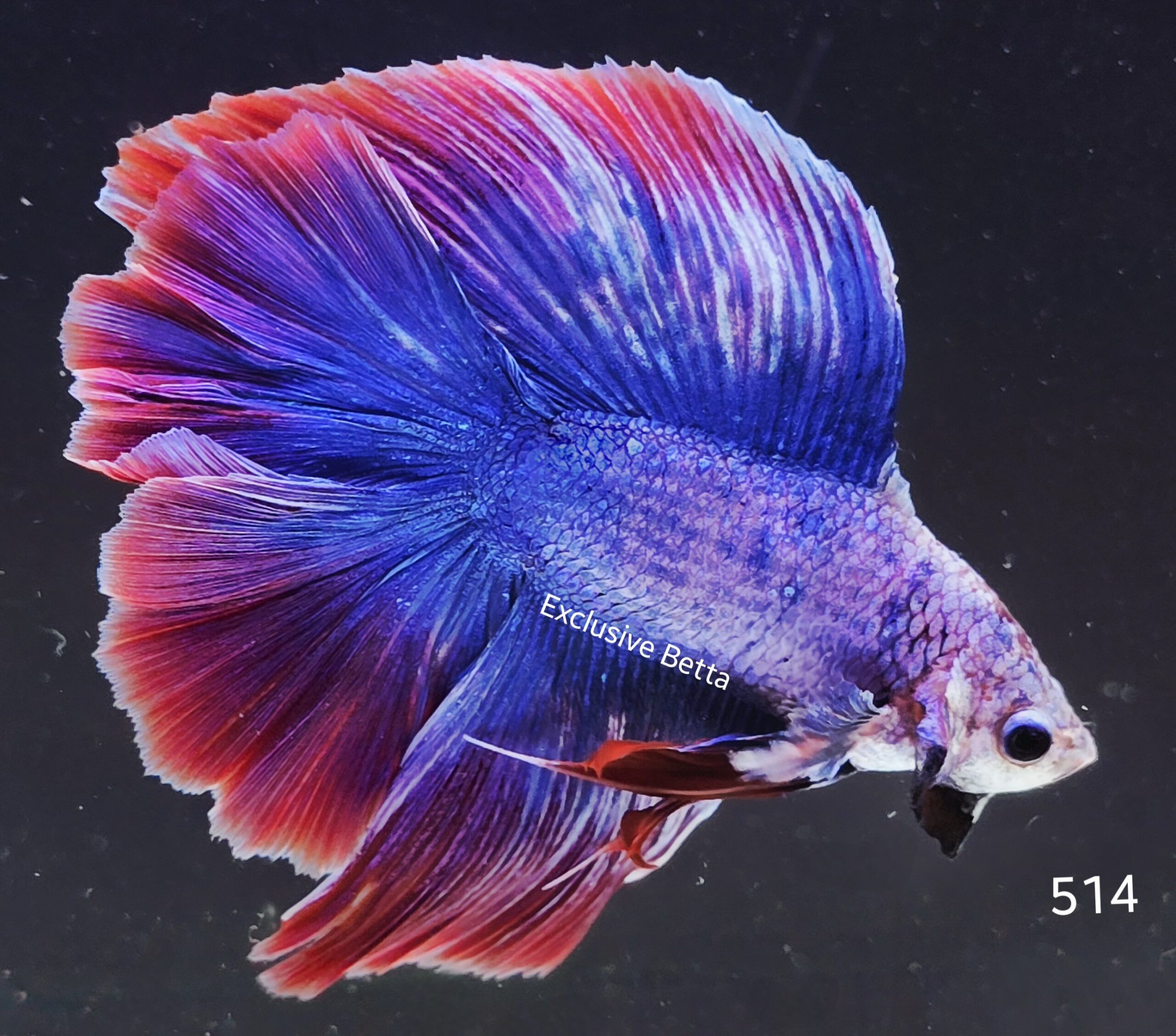 2025/07/1001067822-scaled.jpg Doubletail Fancy (M) - Image 1