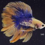 Doubletail Fancy (M)