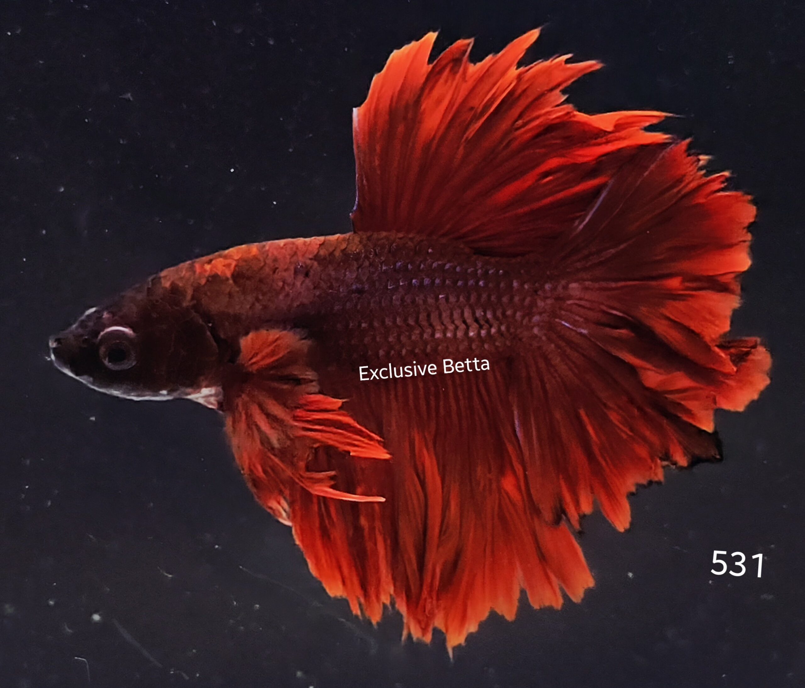 2025/07/1001067926-scaled.jpg Rosetail (M) - Image 1