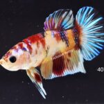 Plakat Multicolour Koi (M)