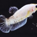 Plakat Fancy Dragon (F)