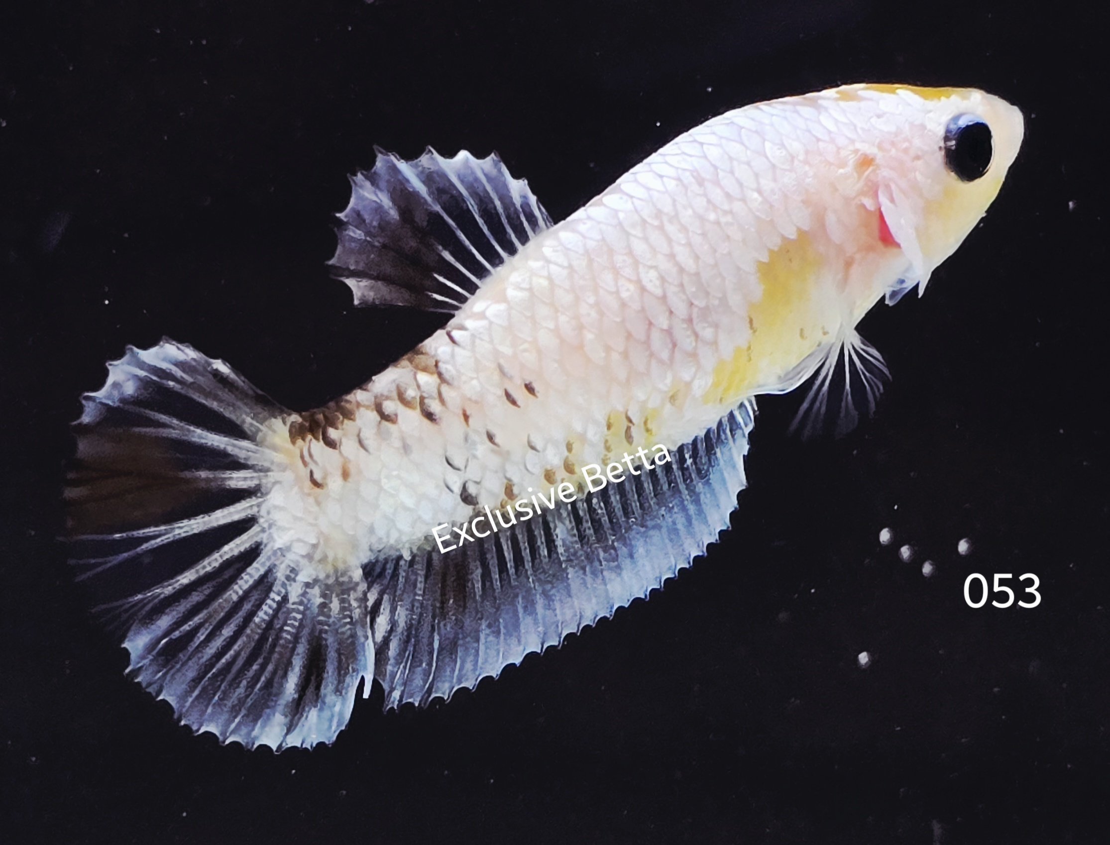 2025/07/1001105541.jpg Plakat Fancy Dragon (F) - Image 1