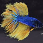 Rosetail Mustard Gas (M)