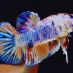 Plakat Multicolour Koi (M)