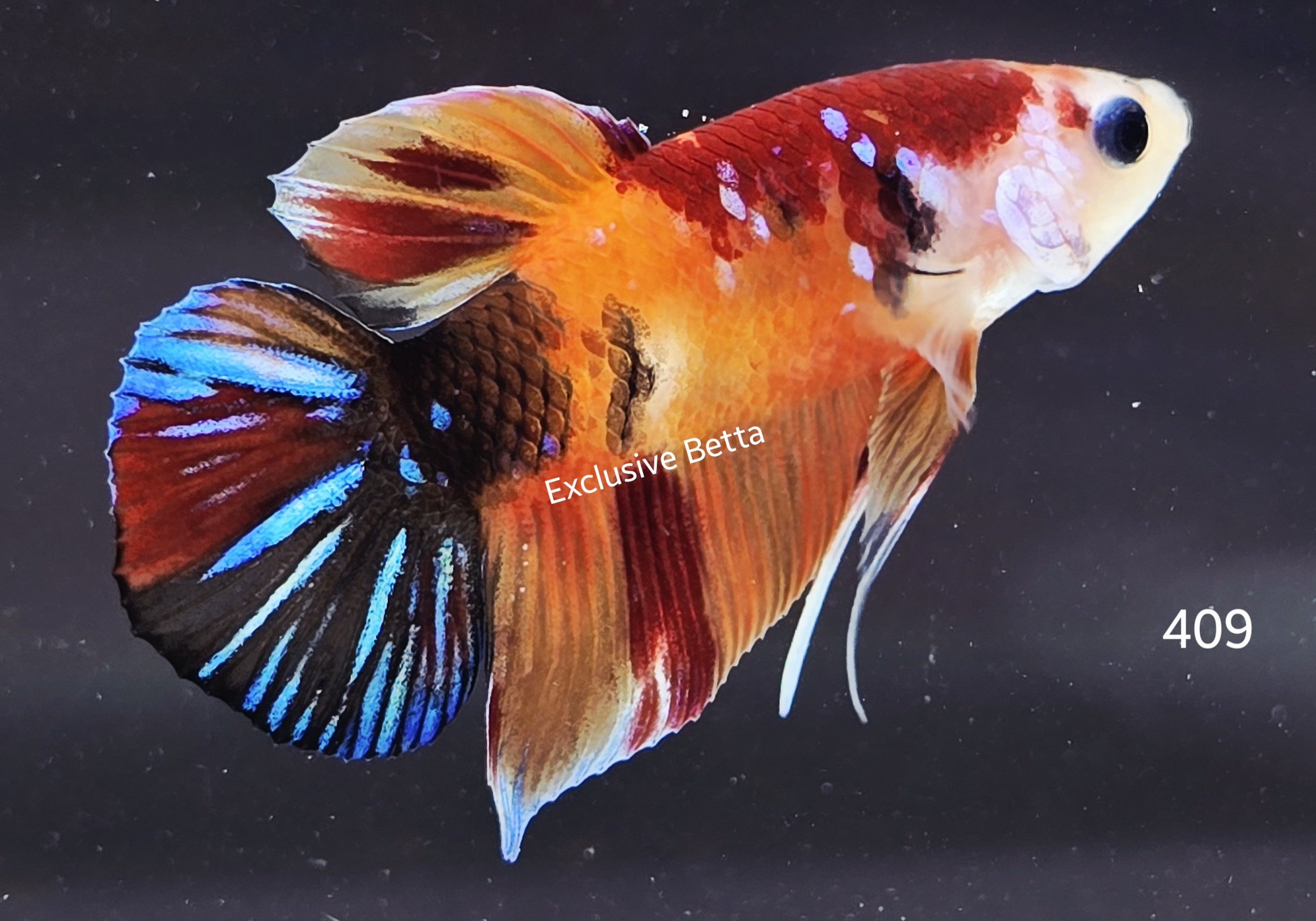 2025/07/1001105722.jpg Plakat Koi (M) - Image 1