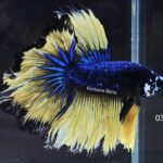 Rosetail Mustard Gas (M)