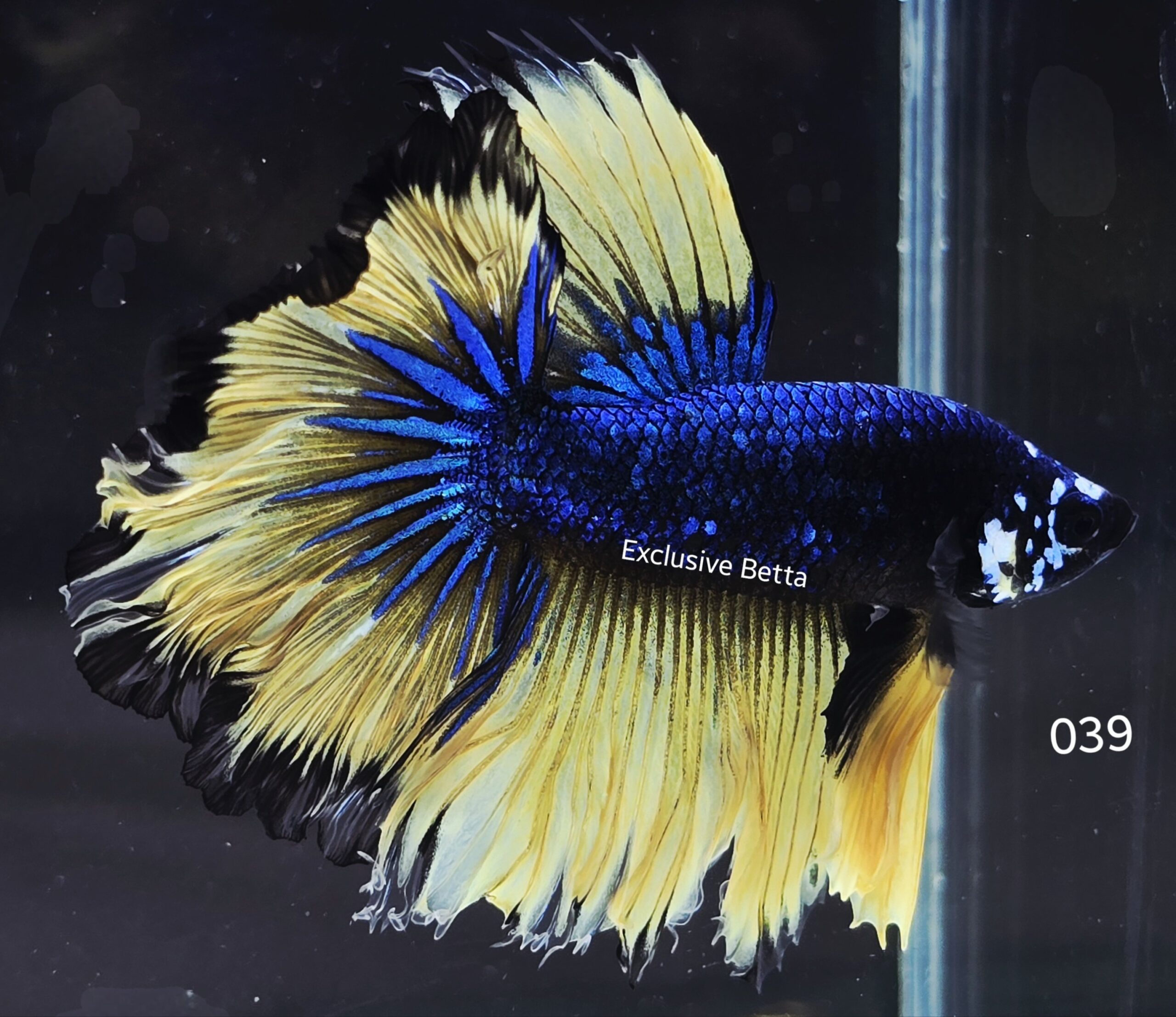 2025/07/1001105748-scaled.jpg Rosetail Mustard Gas (M) - Image 1