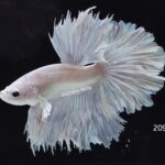 Rosetail Platinum Dumbo (M)