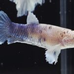 Plakat Fancy Dumbo (F)